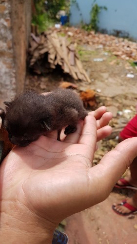 Cães e gatos foram resgatados de escombros de casa demolida enquanto estavam dentro