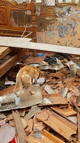 Cães e gatos foram resgatados de escombros de casa demolida enquanto estavam dentro