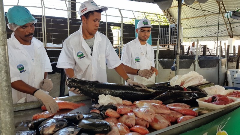 Feira do Peixe Vivo movimenta comércio na Semana Santa