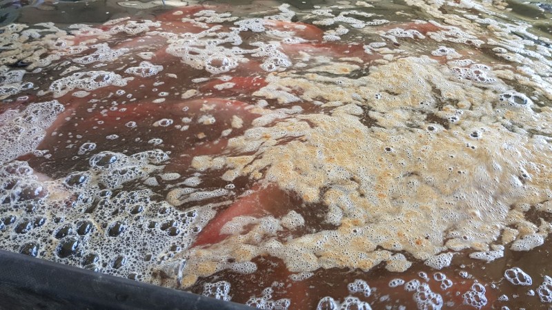 Feira do Peixe Vivo movimenta comércio na Semana Santa