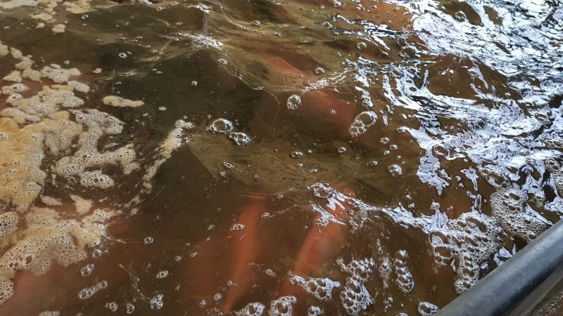 Feira do Peixe Vivo movimenta comércio na Semana Santa