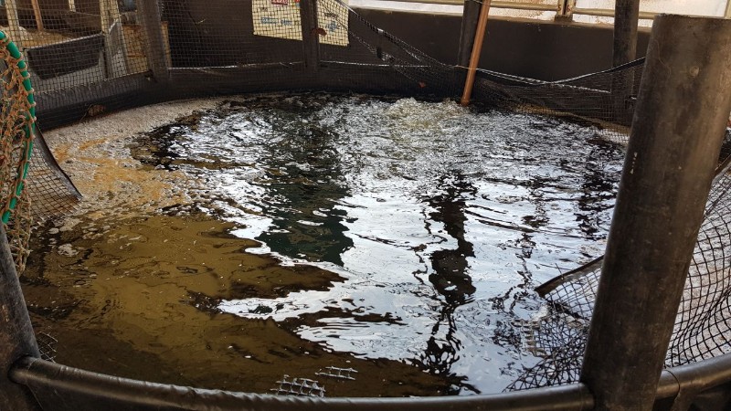 Feira do Peixe Vivo movimenta comércio na Semana Santa