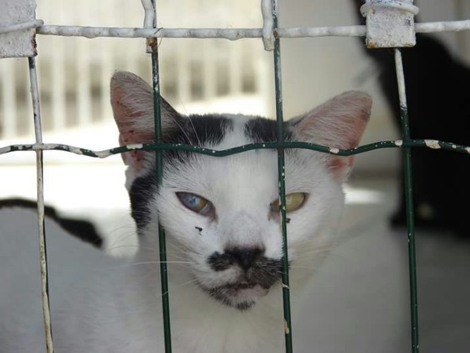 Após fechamento do Neafa, animais esperam por adoção 