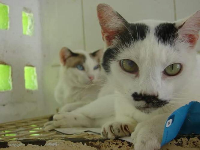 Após fechamento do Neafa, animais esperam por adoção 