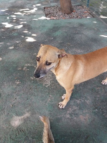 Após fechamento do Neafa, animais esperam por adoção 