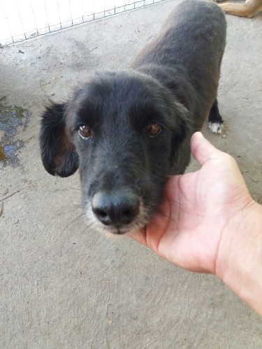 Após fechamento do Neafa, animais esperam por adoção 