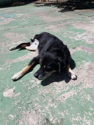 Após fechamento do Neafa, animais esperam por adoção 