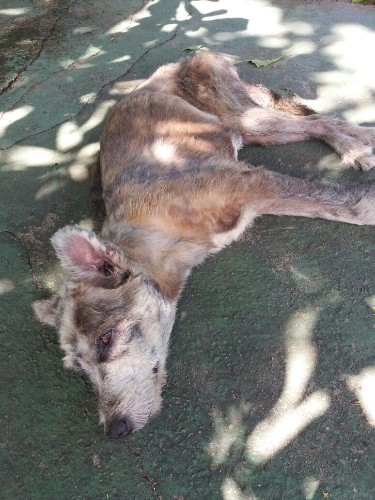 Após fechamento do Neafa, animais esperam por adoção 