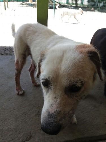 Após fechamento do Neafa, animais esperam por adoção 