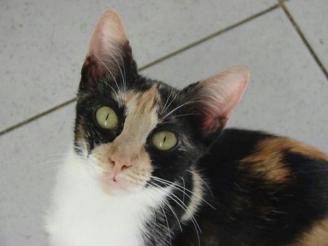 Após fechamento do Neafa, animais esperam por adoção 