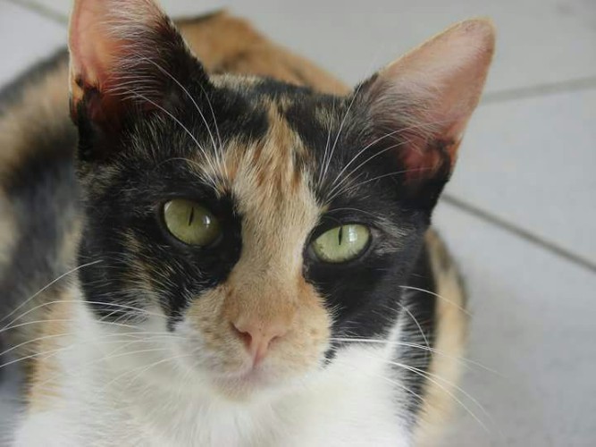 Após fechamento do Neafa, animais esperam por adoção 