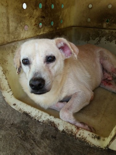 Após fechamento do Neafa, animais esperam por adoção 