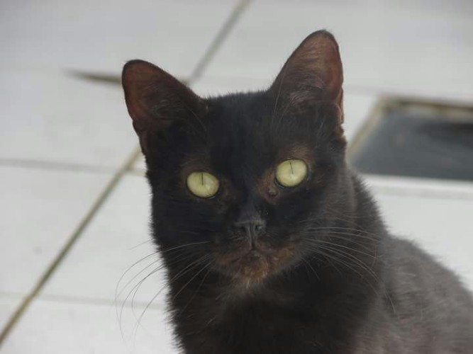Após fechamento do Neafa, animais esperam por adoção 