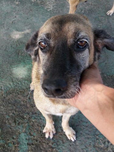Após fechamento do Neafa, animais esperam por adoção 