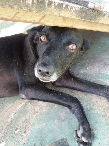 Após fechamento do Neafa, animais esperam por adoção 