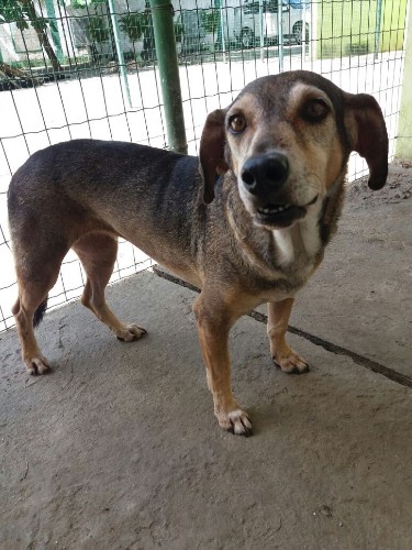 Após fechamento do Neafa, animais esperam por adoção 