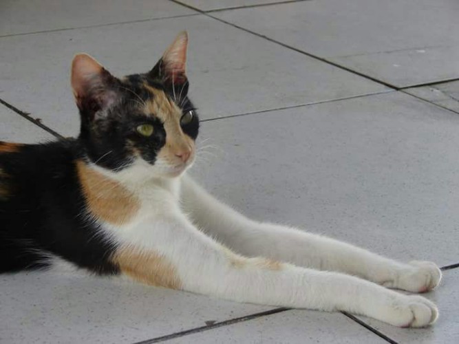 Após fechamento do Neafa, animais esperam por adoção 