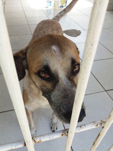 Após fechamento do Neafa, animais esperam por adoção 