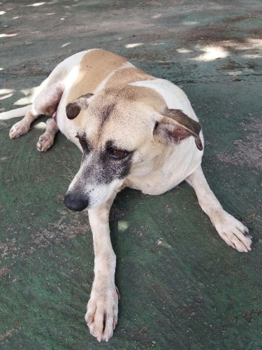 Após fechamento do Neafa, animais esperam por adoção 
