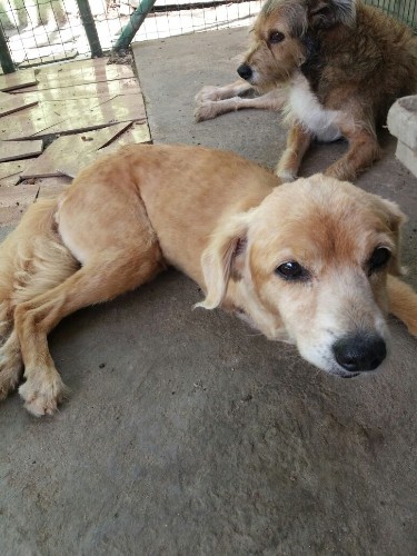 Após fechamento do Neafa, animais esperam por adoção 