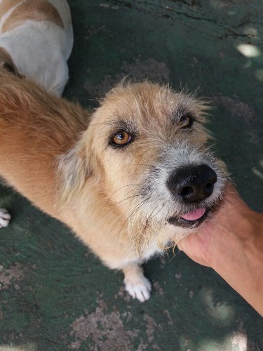 Após fechamento do Neafa, animais esperam por adoção 