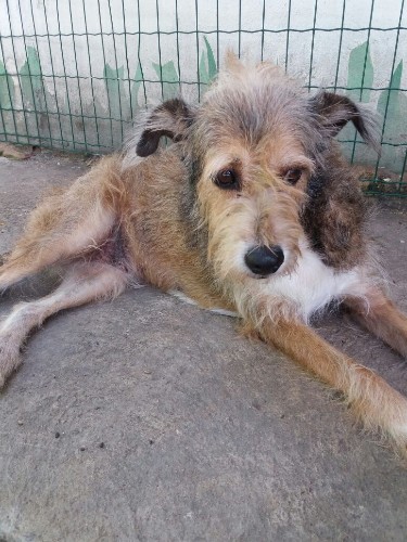 Após fechamento do Neafa, animais esperam por adoção 
