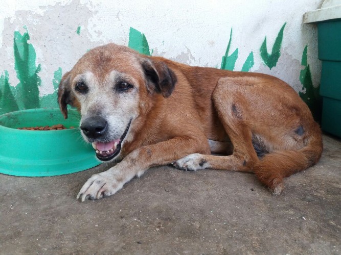 Após fechamento do Neafa, animais esperam por adoção 