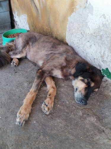 Após fechamento do Neafa, animais esperam por adoção 