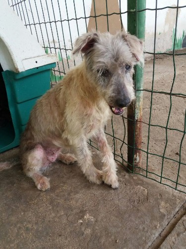 Após fechamento do Neafa, animais esperam por adoção 