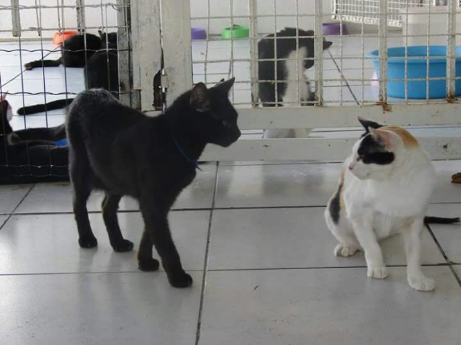 Após fechamento do Neafa, animais esperam por adoção 