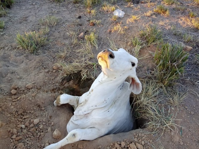Vaca cai em buraco e é resgatada por equipe do Corpo de Bombeiros