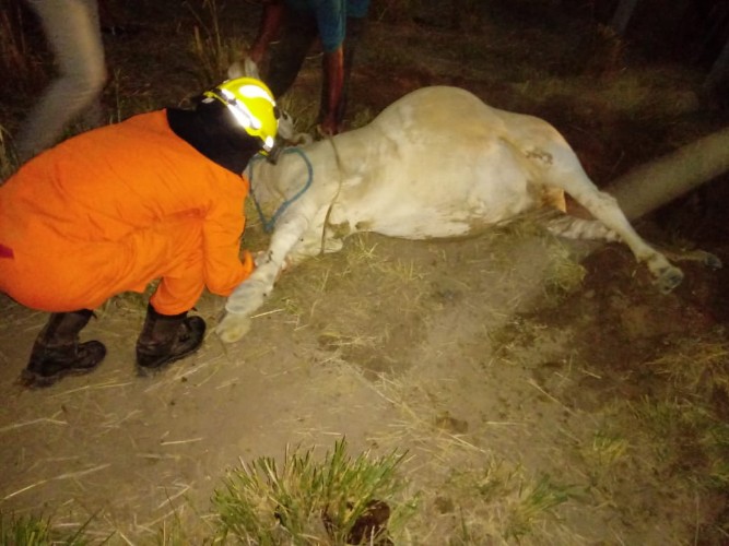 Vaca cai em buraco e é resgatada por equipe do Corpo de Bombeiros
