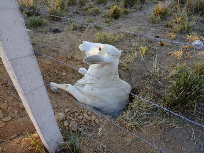 Vaca cai em buraco e é resgatada por equipe do Corpo de Bombeiros