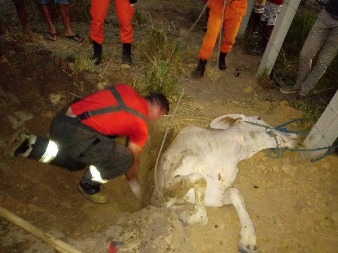 Vaca cai em buraco e é resgatada por equipe do Corpo de Bombeiros