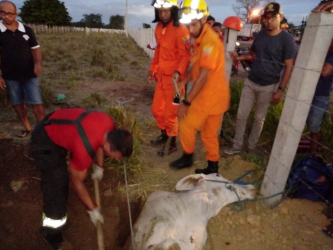 Vaca cai em buraco e é resgatada por equipe do Corpo de Bombeiros