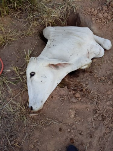 Vaca cai em buraco e é resgatada por equipe do Corpo de Bombeiros