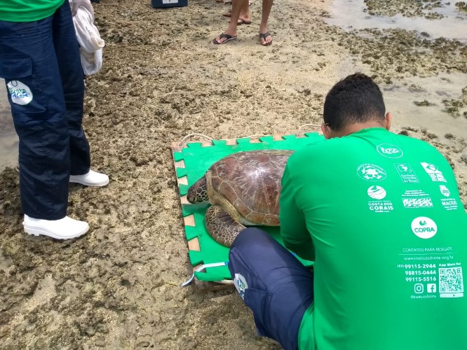 Animal fica preso à piscina natura da Ponta Verde