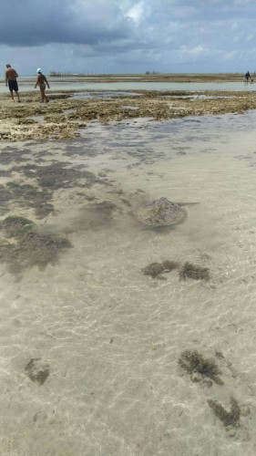 Animal fica preso à piscina natura da Ponta Verde
