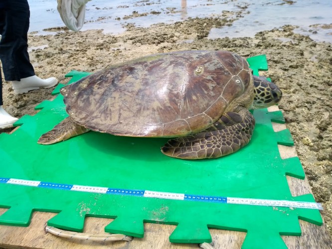 Animal fica preso à piscina natura da Ponta Verde