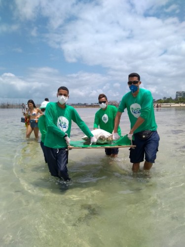 Animal fica 'preso' em piscina natura da Ponta Verde