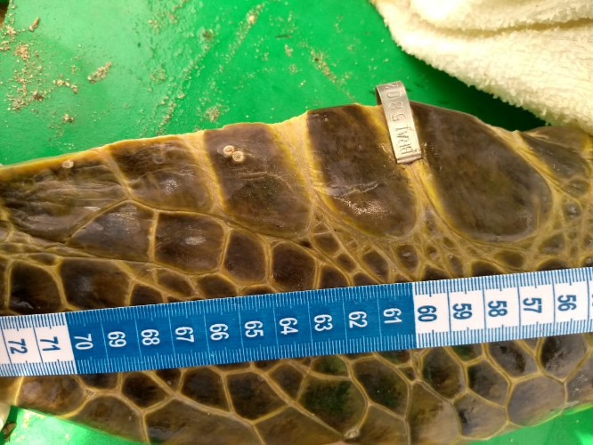 Animal fica 'preso' em piscina natura da Ponta Verde