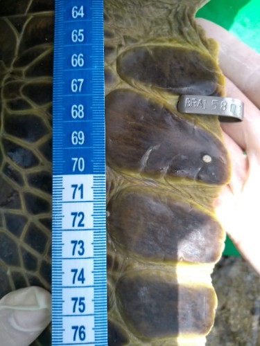Animal fica 'preso' em piscina natura da Ponta Verde