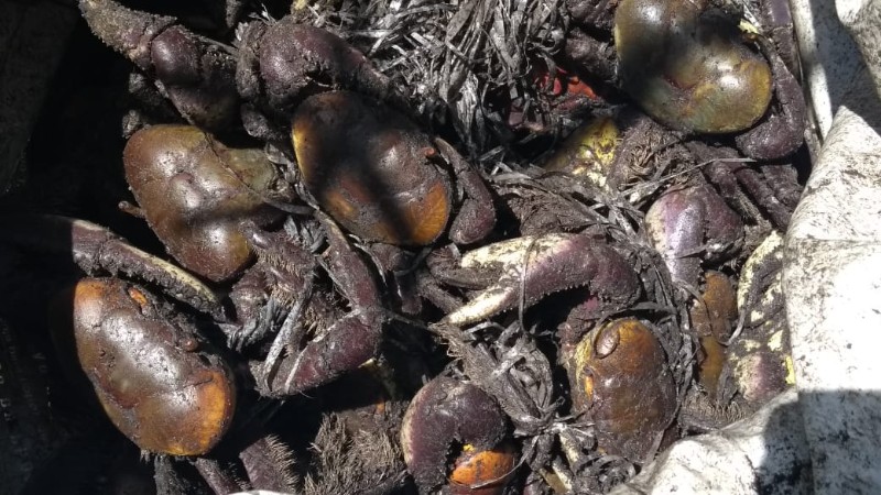 Animais estavam sendo pescados de forma irregular 