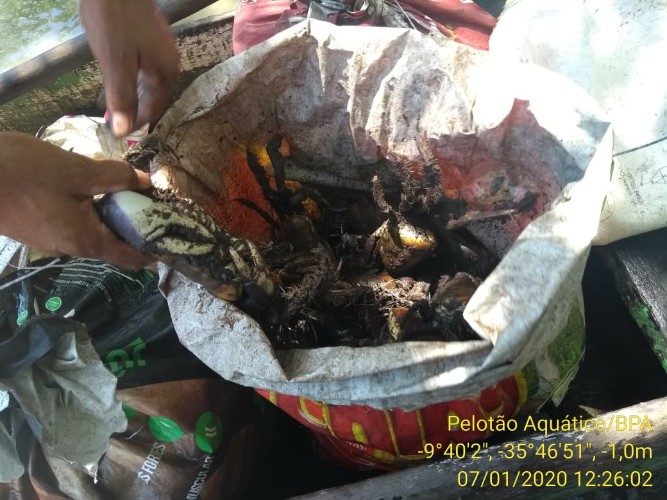 Animais estavam sendo pescados de forma irregular 