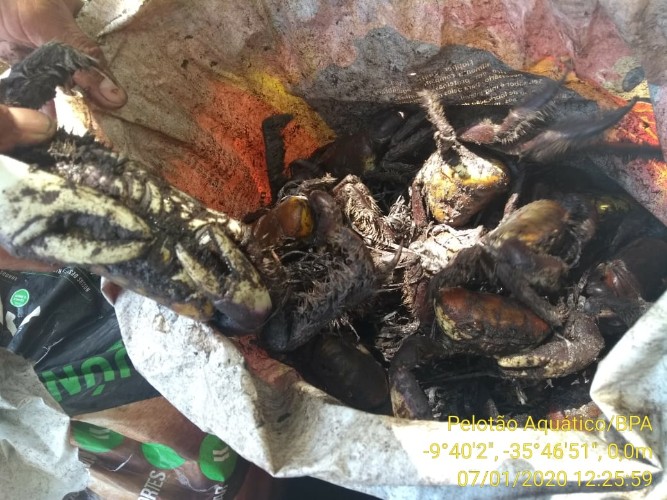 Animais estavam sendo pescados de forma irregular 