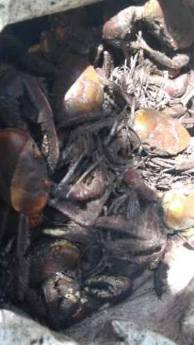 Animais estavam sendo pescados de forma irregular 