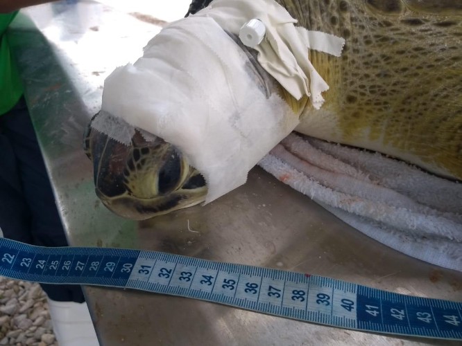 Animal pode ter sido agredido com um facão, segundo o Instituto Biota