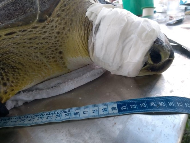Animal pode ter sido agredido com um facão, segundo o Instituto Biota