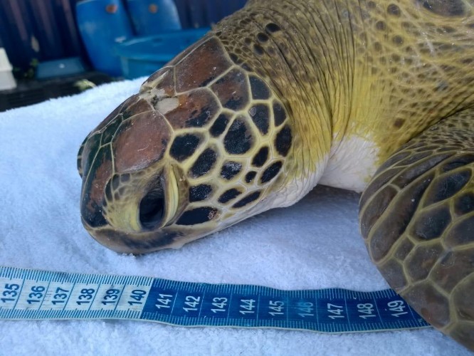 Animal pode ter sido agredido com um facão, segundo o Instituto Biota