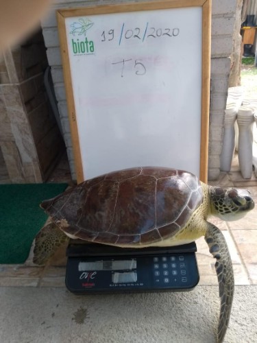 Animal pode ter sido agredido com um facão, segundo o Instituto Biota
